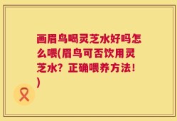 画眉鸟喝灵芝水好吗怎么喂(眉鸟可否饮用灵芝水？正确喂养方法！)