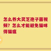 怎么养大灵芝孢子菌视频？怎么才能避免猫咪得猫瘟