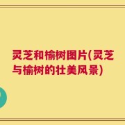 灵芝和榆树图片(灵芝与榆树的壮美风景)
