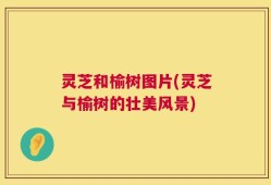 灵芝和榆树图片(灵芝与榆树的壮美风景)