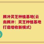 腾冲灵芝种植基地(云南腾冲：灵芝种植基地打造增收新模式)