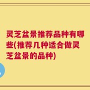 灵芝盆景推荐品种有哪些(推荐几种适合做灵芝盆景的品种)