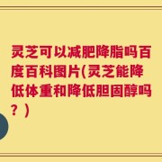 灵芝可以减肥降脂吗百度百科图片(灵芝能降低体重和降低胆固醇吗？)