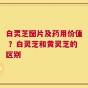 白灵芝图片及药用价值 ？白灵芝和黄灵芝的区别