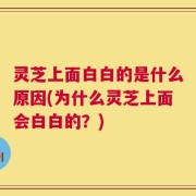 灵芝上面白白的是什么原因(为什么灵芝上面会白白的？)