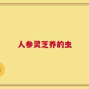 人参灵芝养的虫