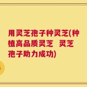 用灵芝孢子种灵芝(种植高品质灵芝  灵芝孢子助力成功)