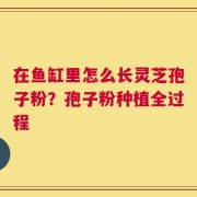 在鱼缸里怎么长灵芝孢子粉？孢子粉种植全过程