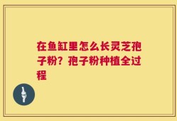在鱼缸里怎么长灵芝孢子粉？孢子粉种植全过程