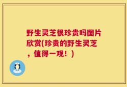 野生灵芝很珍贵吗图片欣赏(珍贵的野生灵芝，值得一观！)