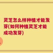 灵芝怎么样种植才能发芽(如何种植灵芝才能成功发芽)