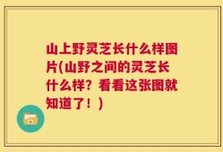 山上野灵芝长什么样图片(山野之间的灵芝长什么样？看看这张图就知道了！)