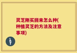 灵芝刚买回来怎么种(种植灵芝的方法及注意事项)