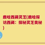 鹿晗西藏灵芝(鹿晗探访西藏：探秘灵芝奥秘)