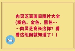 肉灵芝真面目图片大全(粉色、金色、黑色……肉灵芝竟长这样？看看这组图就知道了！)
