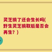 灵芝摘了还会生长吗(野生灵芝摘取后是否会再生？)