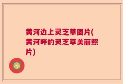 黄河边上灵芝草图片(黄河畔的灵芝草美丽照片)