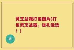 灵芝盆栽打包图片(打包灵芝盆栽，送礼佳选！)