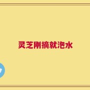 灵芝刚摘就泡水