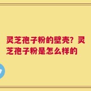 灵芝孢子粉的壁壳？灵芝孢子粉是怎么样的