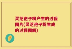 灵芝孢子粉产生的过程图片(灵芝孢子粉生成的过程图解)