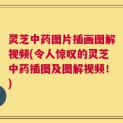 灵芝中药图片插画图解视频(令人惊叹的灵芝中药插图及图解视频！)