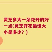 灵芝多大一朵花开的好一点(灵芝开花最佳大小是多少？)