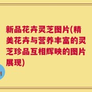 新品花卉灵芝图片(精美花卉与营养丰富的灵芝珍品互相辉映的图片展现)