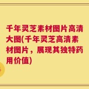 千年灵芝素材图片高清大图(千年灵芝高清素材图片，展现其独特药用价值)