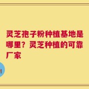 灵芝孢子粉种植基地是哪里？灵芝种植的可靠厂家