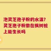 泡灵芝孢子粉的水温？灵芝孢子粉撒在枫树桩上能生长吗