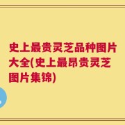 史上最贵灵芝品种图片大全(史上最昂贵灵芝图片集锦)