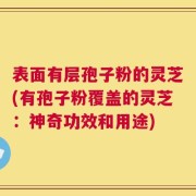 表面有层孢子粉的灵芝(有孢子粉覆盖的灵芝：神奇功效和用途)