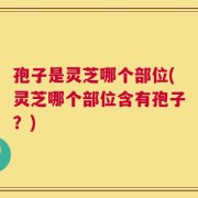 孢子是灵芝哪个部位(灵芝哪个部位含有孢子？)