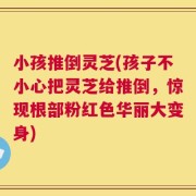 小孩推倒灵芝(孩子不小心把灵芝给推倒，惊现根部粉红色华丽大变身)