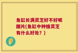 鱼缸长满灵芝好不好呢图片(鱼缸中种植灵芝有什么好处？)