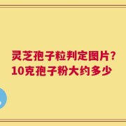 灵芝孢子粒判定图片？10克孢子粉大约多少