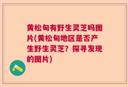黄松甸有野生灵芝吗图片(黄松甸地区是否产生野生灵芝？探寻发现的图片)
