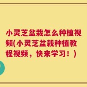 小灵芝盆栽怎么种植视频(小灵芝盆栽种植教程视频，快来学习！)