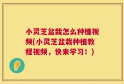 小灵芝盆栽怎么种植视频(小灵芝盆栽种植教程视频，快来学习！)