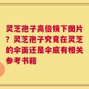灵芝孢子高倍镜下图片？灵芝孢子究竟在灵芝的伞面还是伞底有相关参考书籍