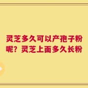 灵芝多久可以产孢子粉呢？灵芝上面多久长粉