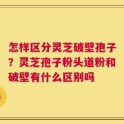 怎样区分灵芝破壁孢子？灵芝孢子粉头道粉和破壁有什么区别吗