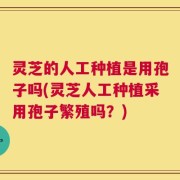 灵芝的人工种植是用孢子吗(灵芝人工种植采用孢子繁殖吗？)
