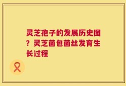 灵芝孢子的发展历史图？灵芝菌包菌丝发育生长过程