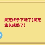 灵芝终于下地了(灵芝生长成熟了)