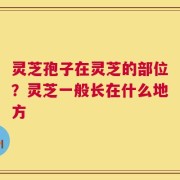 灵芝孢子在灵芝的部位？灵芝一般长在什么地方