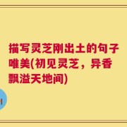 描写灵芝刚出土的句子唯美(初见灵芝，异香飘溢天地间)