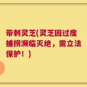 带刺灵芝(灵芝因过度捕捞濒临灭绝，需立法保护！)