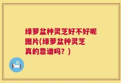 绿萝盆种灵芝好不好呢图片(绿萝盆种灵芝 真的靠谱吗？)
